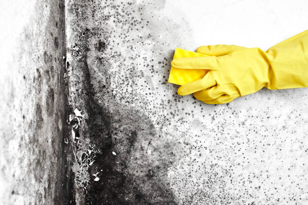 Best Kitchen Mold Remediation in Balcones Heights, TX