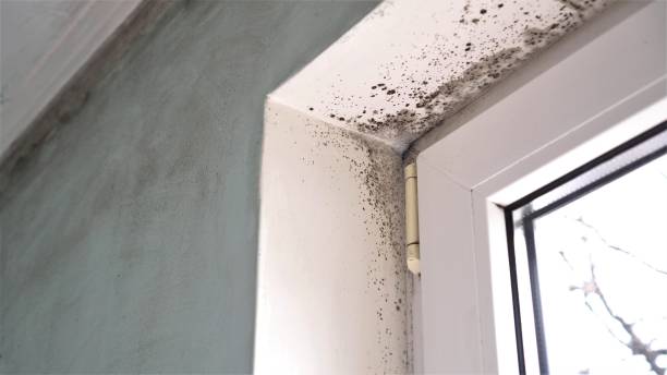 Best Mold Remediation for Specific Building Types in Balcones Heights, TX
