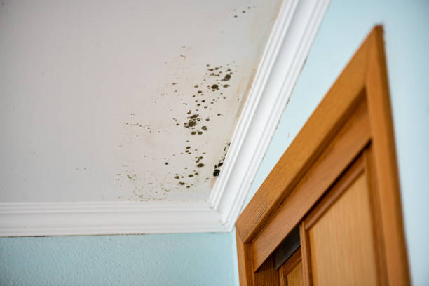 Best DIY Mold Remediation Support Services in Balcones Heights, TX