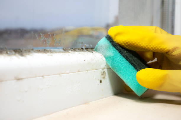 Best DIY Mold Remediation Support Services in Balcones Heights, TX