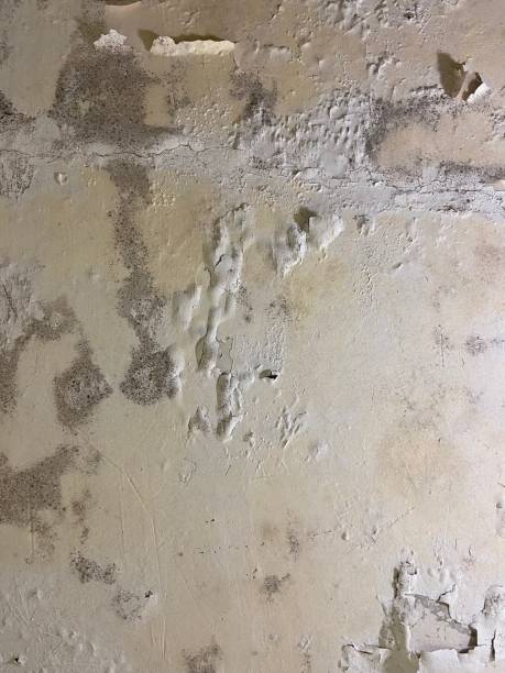 Best Localized Mold Remediation (e.g., coastal areas, humid climates) in Balcones Heights, TX