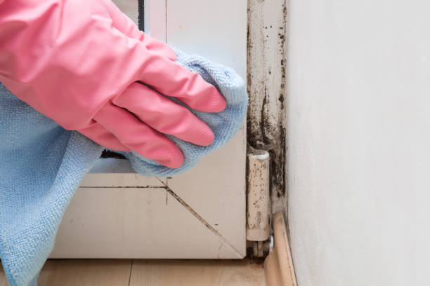 Best Post-Flood Mold Remediation in Balcones Heights, TX