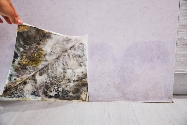 Best Industrial Mold Remediation in Balcones Heights, TX